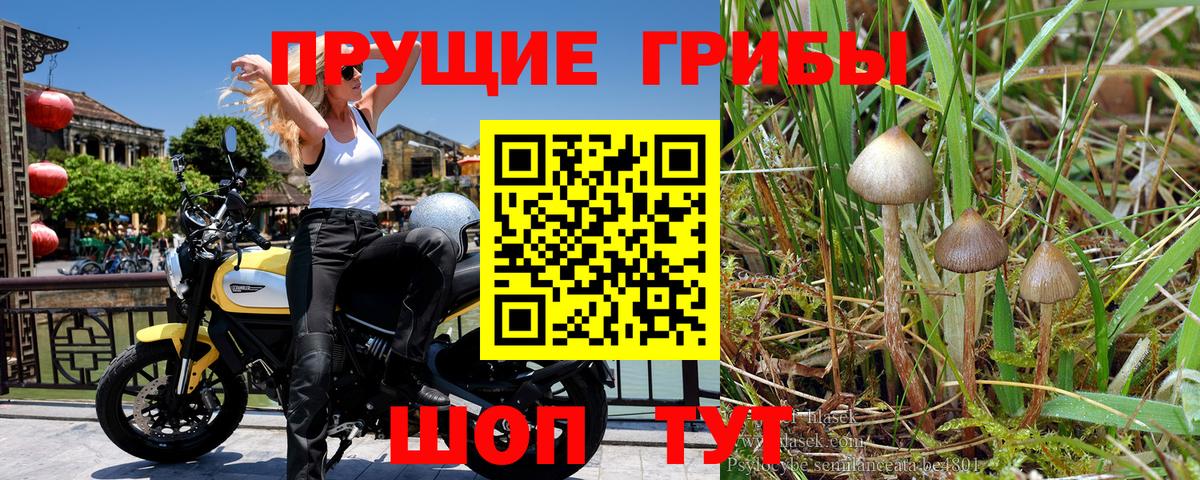 Псилоцибиновые грибы мухоморы  наркота  Дербент  Вход с VPN 