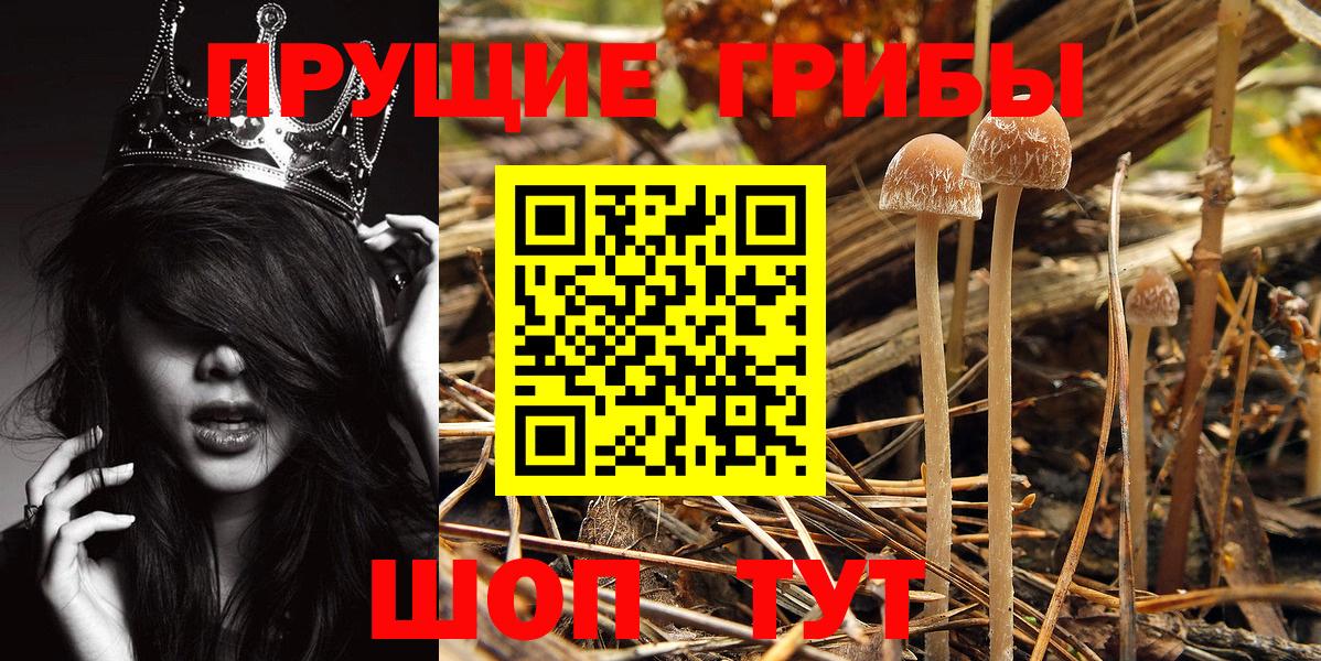 Галлюциногенные грибы Psilocybine cubensis Дербент